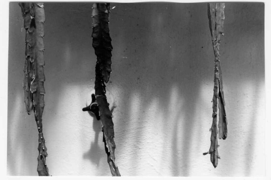 Marie Kratochvílová, z cyklu Botanika. Přírodovědné pracoviště. 1979